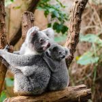 Koala 4