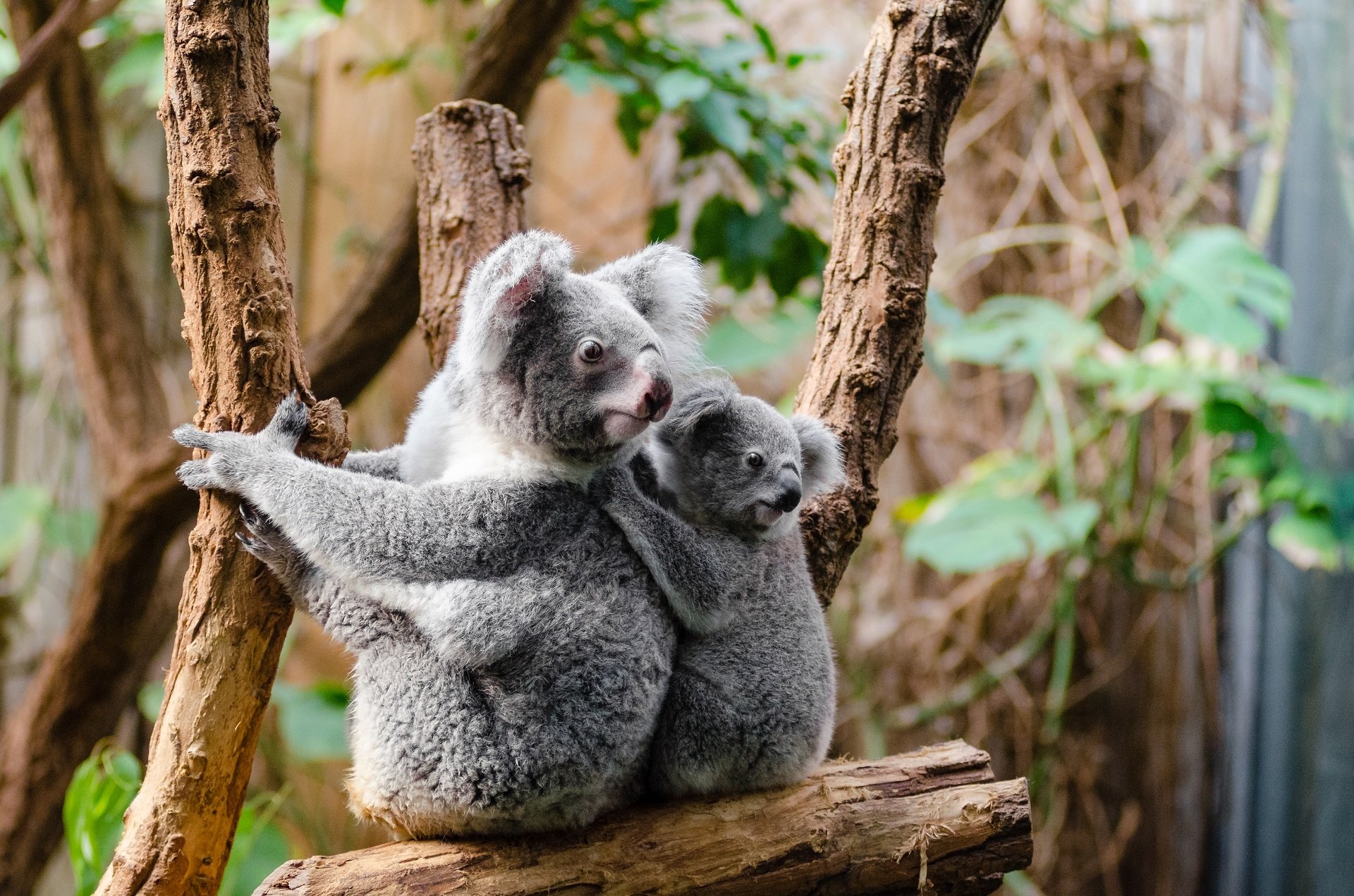 Koala 4